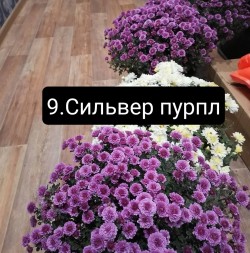 сильвер пурпле