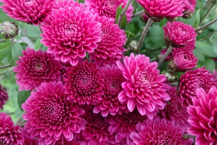 петит пурпле