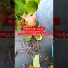 НАДЯ\Nadja. Очень ранний сорт. Новинка 2023