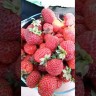 Мице шиндлер. Позднего срока плодоношения