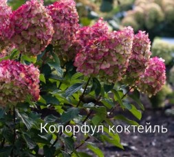 КОЛОРФУЛ КОКТЕЙЛЬ. 