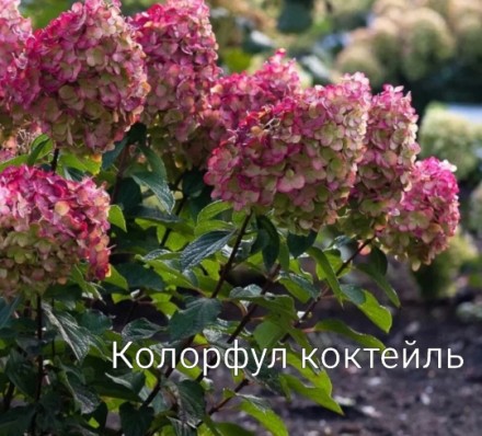 КОЛОРФУЛ КОКТЕЙЛЬ. 