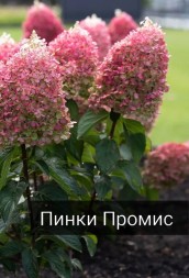 Пинки Промис