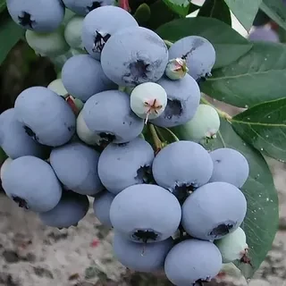 Блюголд