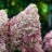 роял флауэр\Royal Flower