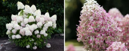 роял флауэр\Royal Flower