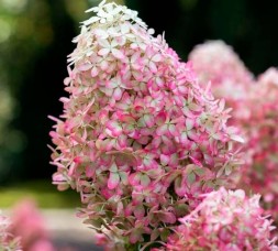 роял флауэр\Royal Flower