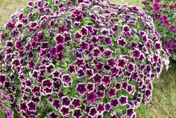 Петуния Cascadias Rim Magenta