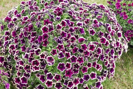 Петуния Cascadias Rim Magenta