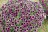 Петуния Cascadias Rim Magenta