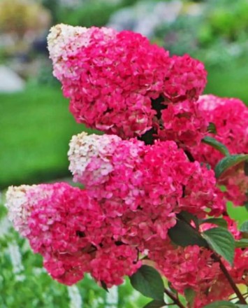 Strawberry Blossom\Стравберри Блоссум