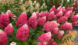 Strawberry Blossom\Стравберри Блоссум