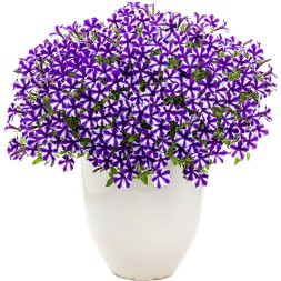 Петуния. Mini vista blue star.