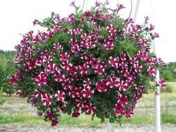 Петуния &quot;Cascadias Bicolor Cabernet&quot;