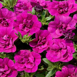 КАЛИБРАХОА &quot;ALOHA DOUBLE PURPLE&quot;