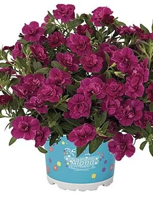 КАЛИБРАХОА &quot;ALOHA DOUBLE PURPLE&quot;