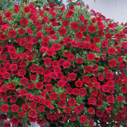 КАЛИБРАХОА &quot;SUPER BELLS DOUBLE RUBY&quot;