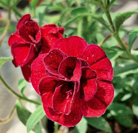 КАЛИБРАХОА &quot;SUPER BELLS DOUBLE RUBY&quot;