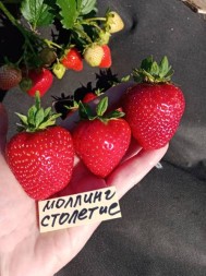 молинг столетие. Среднего срока созревания