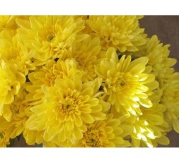 хомерун желтый