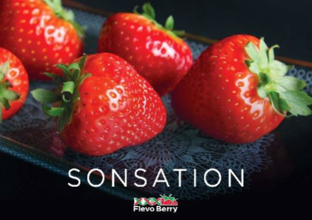 сенсация\Sonsation. Среднего срока созревания