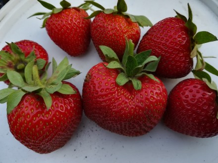 мариека\Marieka. Позднего срока созревания