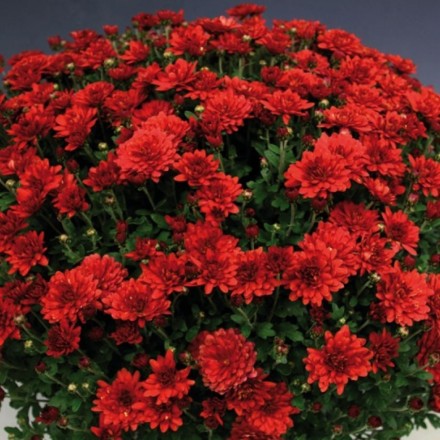 мередиан дарк ред