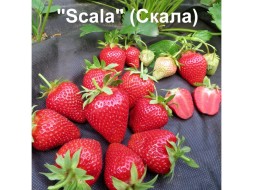 Скала