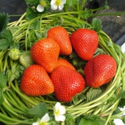 Румба. Раннего срока созревания