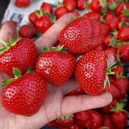 Сенсация. Среднего срока созревания