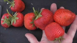 Лия сахарная