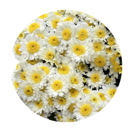 Эльф спорт. Среднего срока цветения