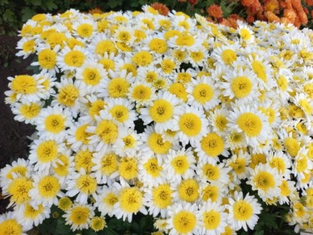 Эльф спорт. Среднего срока цветения