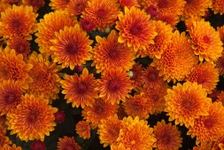 Дайбрейк орандж