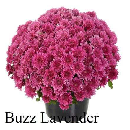 Баз Лавандер.Фото временно из интернета