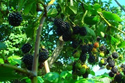 Бжезина\Brzezina. Среднеранний сорт