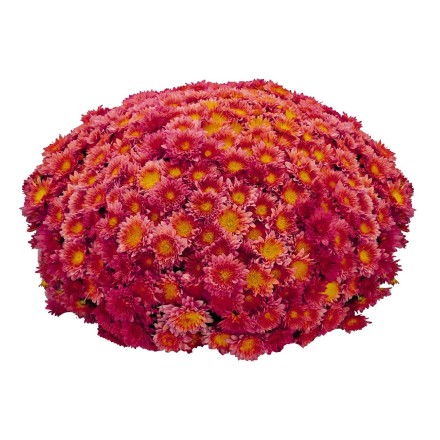 Санбим ред Биколор. Фото временно из интернета