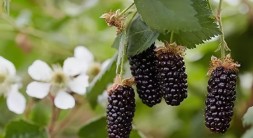 Карака блэк\Karaka Black. Ранний сорт
