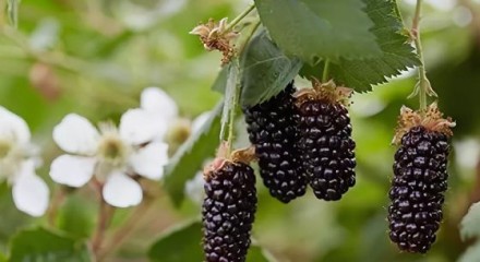 Карака блэк\Karaka Black. Ранний сорт