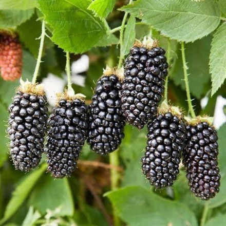Карака блэк\Karaka Black. Ранний сорт