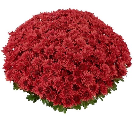 Хомерун скарлет. Фото временно из интернета