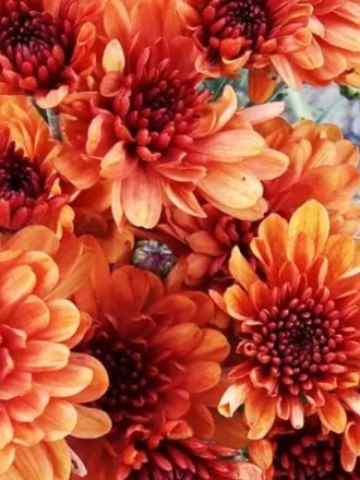 хомерун орандж