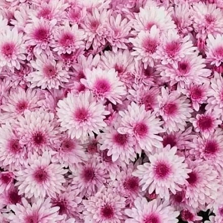 Лайвели пинк биколор. Фото временно из интернета