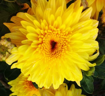 Гоал Еллоу. 