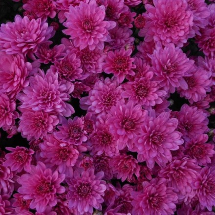  санбим баз мерлот.