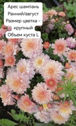 Арес шампань