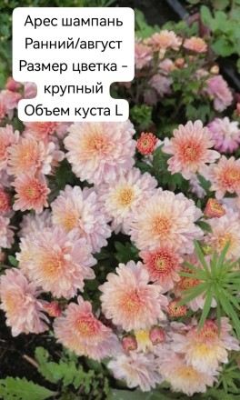Арес шампань