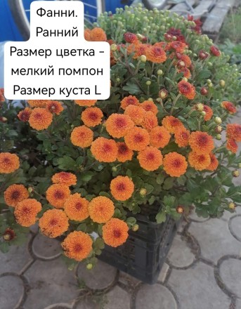 Фанни