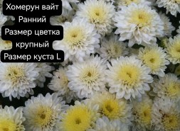 хомерун вайт/Homerun White