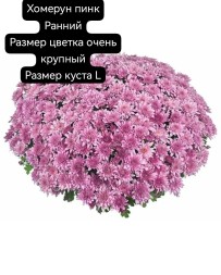 хомерун пинк/Homerun Pink